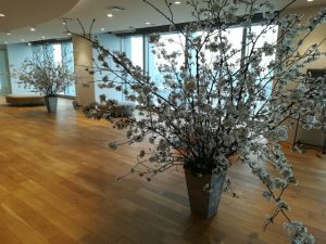桜　入社式