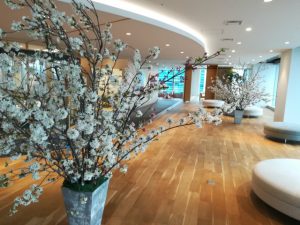 桜　インドア花見
