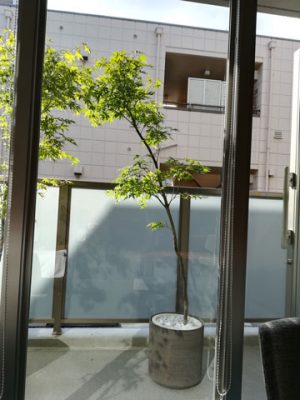 和食店開店御祝（港区西麻布）モミジをベランダに