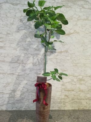 事務所移転御祝（渋谷区南平台）観葉植物　お洒落に
