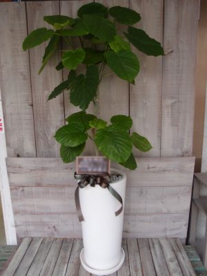 事務所移転御祝（港区西麻布）観葉植物　お洒落に