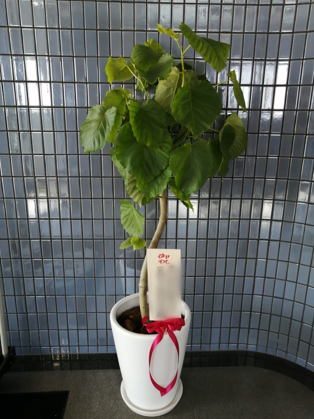 観葉植物ウンベラータ。オフィス移転お祝い。大田区。
