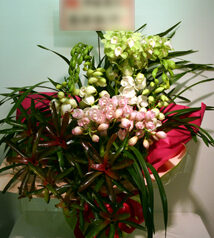 シンビジウム　2008-11-23