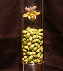 マニラヤシ　パフィオペディルム　2009-04-01