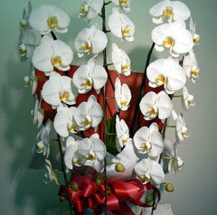 胡蝶蘭やシンビジウム　パフィオ　オンシ　2009-03-31