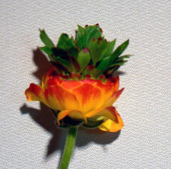 ラナンキュラス　2009-04-15