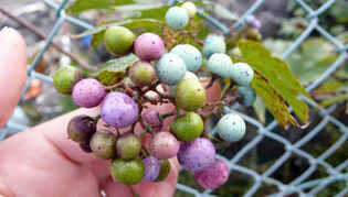 散歩中　2010-11-11