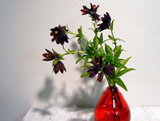 クロユリ黒百合　2009-05-26