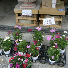 時々には　2009-09-26