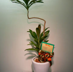 事務所開設御祝　コルジリネ　2009-11-04