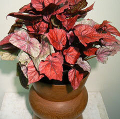 レックスベゴニアインカファイア　2009-11-10