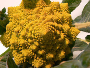 花材としてのブロッコリーとマッシュルーム　2010-01-25