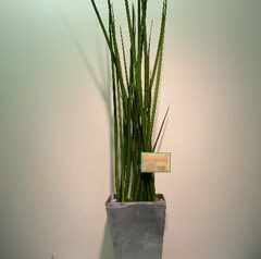 サンスベリア　スタッキー　2010-06-02