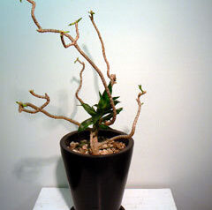 ソングオブジャマイカ　2010-06-10