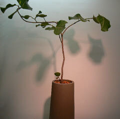 シーグレープ　2010-08-26