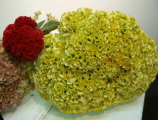 ニワトリ　2010-09-15