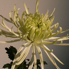 ネオノシズカ　2010-11-02