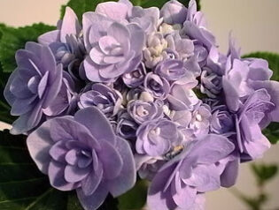 あじさい　2010-06-23