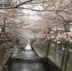 中目黒桜開花情報 2011　2011-04-04