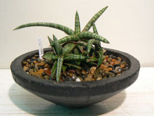 オススメ観葉植物　サンスベリア2011-04-14