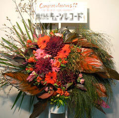 モクマオの木20110428