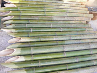 竹差し上げす　2011-01-17