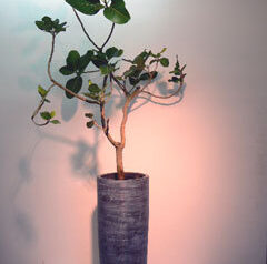 背の高めの器　2011-01-31