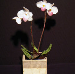 ブログ移転完了しました