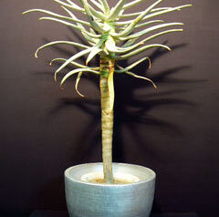 アロエディコトマAloeDichotoma入荷