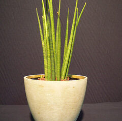 珍種希少種サンスベリア入荷