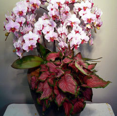 ファレノ　胡蝶蘭＆観葉植物