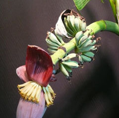 バナナ入荷しました