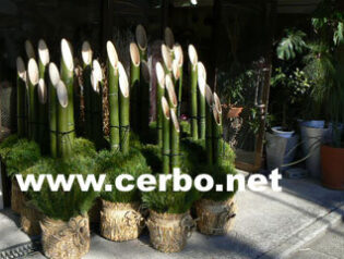 2012年お正月　門松予約開始