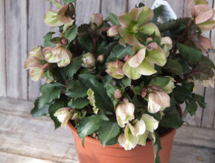 クリスマスローズ