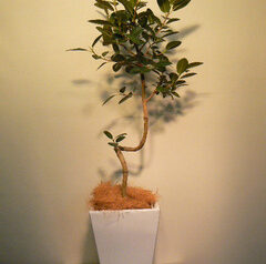 フランスゴムの木　移転御祝