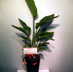 スタンダードな植物も