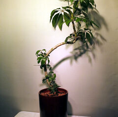 事務所開設御祝　ツピダンサス　木目調器