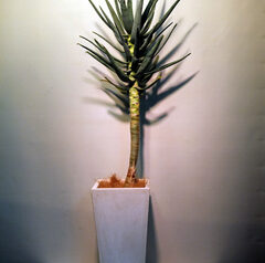 アロエディコトマ