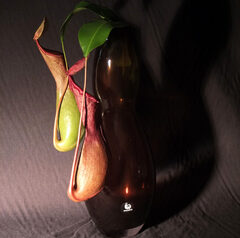 ネペンテス　レッドアラタ