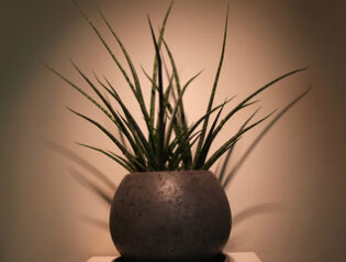 サンスベリアファーンウッド