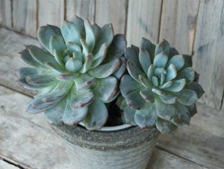 たまには多肉なんかも