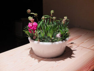 春の球根ディスプレイ