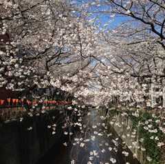 中目黒　桜開花状況　2013