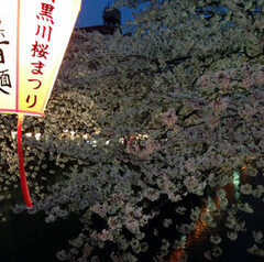 中目黒　桜開花状況　2013②