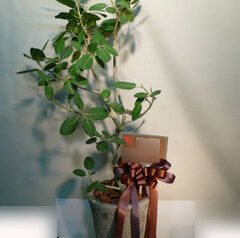 フィカスベンガレンシス　アンティーク器　代官山美容室