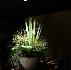 5月6月　生け込み