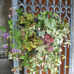 夏のハンギングバスケット