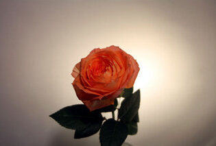 バラ　オレンジロマンチカ