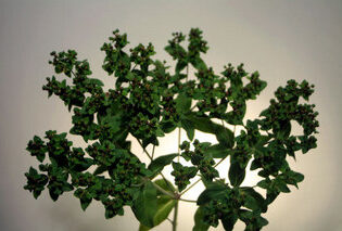 ユーホルビア　コラロイデス