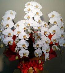 コチョウラン　5本立　Aランク